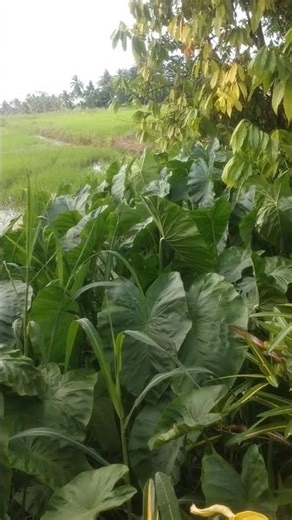 tuba making tuba juice#tuba #gabi