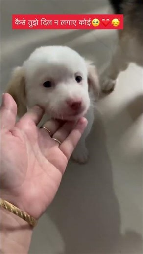 Kesariya | ❤️ na lagaye koi | petlover shorts video | #shortfeed #dog #cute #pets #viral #love