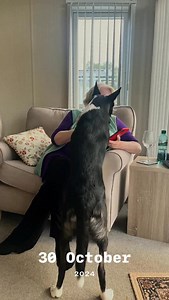 Barney out and about | Stephen Kelleher