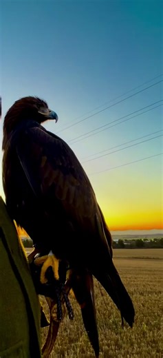 jock (@jock.goshawk)’s videos with original sound - 𝚂𝚌𝚘𝚝𝚝𝚒𝚎 ⚡️