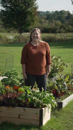 "How do I harvest beets?" 🌱 Great question! Beets are a frost-hardy crop typically mature and ready to pick within 50-70 days — their "shoulders" will be nice and round above the soil line. Just grab the bundle of greens, wiggle gently, and pull up! #beetharvest #beetlove #beetgarden | Gardener's Supply Company