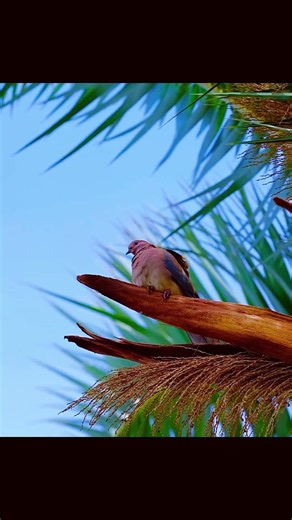 Positive Energy Handpan & Morning Birds 🍃 Calming Hang Drum for Sound Healing | Deep Focus, Study