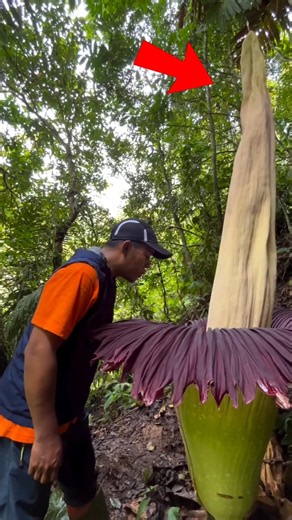 The secret hidden inside the world's smelliest flower
