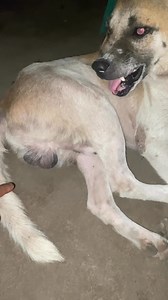 bag’ong ligo hugaw nasab, hawan kayng itlog ni Carding and Friends 😂 | Chekkin Joe Saint