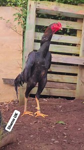 300K views · 10K reactions | Young shamo rooster | SHAMO UK | Facebook