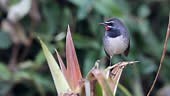 Beautiful small bird , adult Chinese rubythroat, low angle view,...