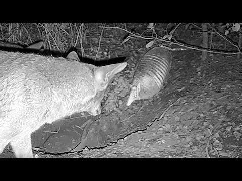 An armadillo vs two coyotes: “Come back here, you cowards!”