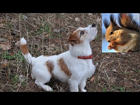 Jack Russell Terrier is hunting for a squirrel. Cute hunter Jack Russell Terrier. Dog and squirrel