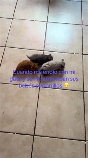 Cuando me enojo con mi gata y sus bebés se atraviesan