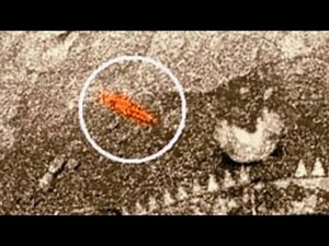 What Is the 'Venus Scorpion'?