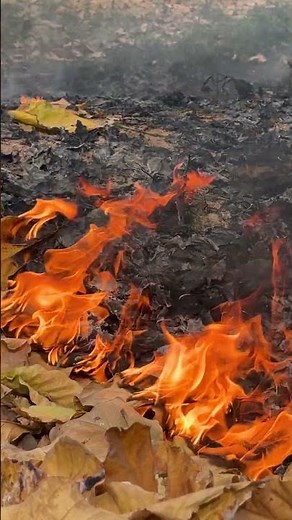 Close Up Fire on Dry Leaves 🔥 Crispy ASMR Crackle Sound