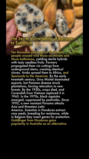 🍌 The Secret Vulnerability of Bananas to Extinction 🌿