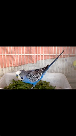 21 reactions · 4 comments | Parsley time | Laila's Parakeets | Facebook