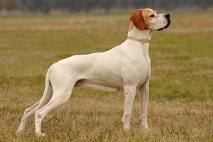 Pointer History: From Ancient Heritage to Loyal Companion