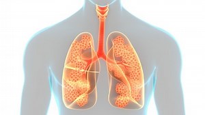 clip-1061976655-human-respiratory-system-lungs-alveoli-anatomy-animation