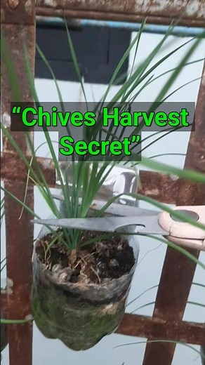 “How to Rejuvenate Chives Through the First Harvest”