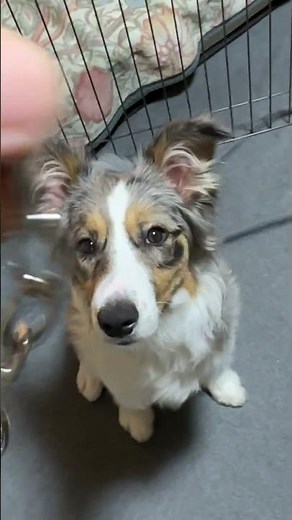 【犬のしつけアイテム 】チョークチェーンでお散歩してみた