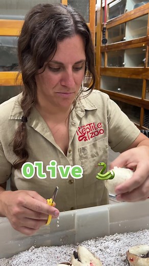 Hatching Olive Python: A Baby Snake's First Day