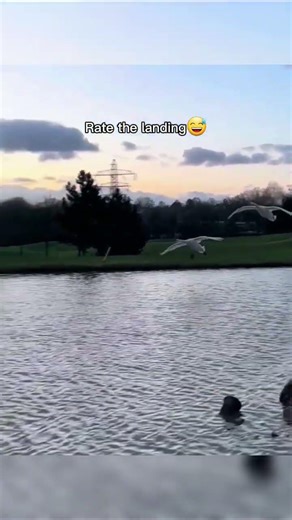 Can you rate the parallel landing of these birds 1-10?✈😂 #fyp #aviation #perfectlanding