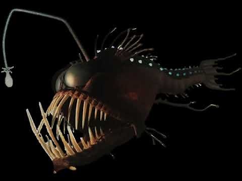 Anglerfish (Finding Nemo)