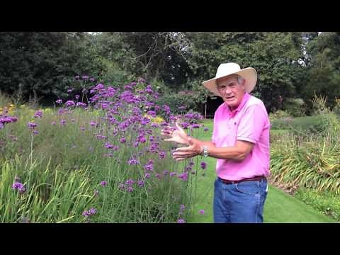 Dr. A on Verbena bonariensis