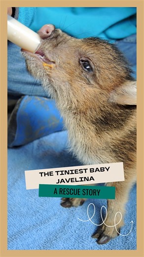 The tiniest javelina baby was picked up by our rescue team last week. He was found wandering alone in distress, and as dusk set in, Southwest Wildlife knew they needed to intervene. This little guy was easily contained and brought to Southwest Wildlife. He is so little he needs help eating from a hand-held syringe! He may be scared and confused for now, but he is safe with a current clean bill of health 💗 Please be on the lookout for baby wildlife as Spring & baby season approach. There may be 