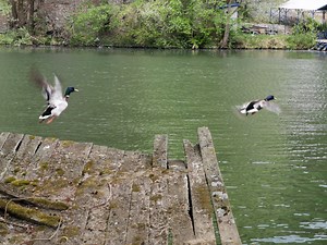 Teror krivolovaca: U Srbiji nastrada preko 120.000 gusaka - prvo ih vabe, pa zatim odstrele