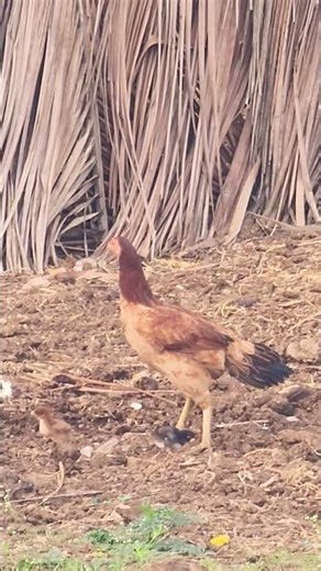 Village Hen Farming | Natural Life