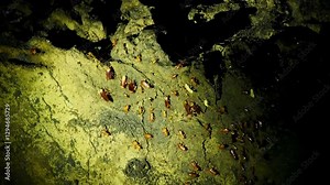 Gomantong Caves in Borneo, Malaysia, largest limestone outcrop in Lower Kinabatangan, 2 million colony of the wrinkle-lipped free-tailed bat (Chaerephon plicatus) and billions dung-hung cockroaches.
