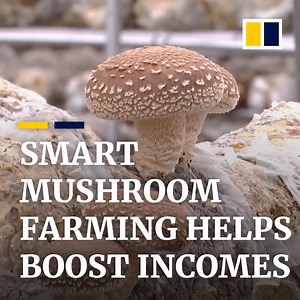 Farmers in China have been growing mushrooms in smart greenhouses controlled by their smartphones. | South China Morning Post