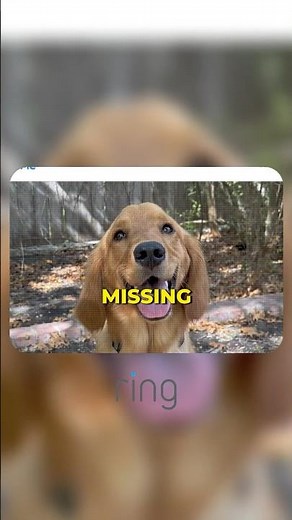 This App Finds Missing Dogs With AI