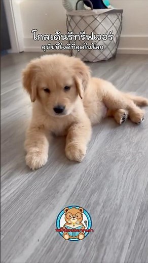 โกลเด้นรีทรีฟเวอร์ (Golden Retriever) — สุนัขที่ใจดีที่สุดในโลก | หมีน้อยอยากเล่า