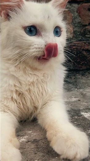 #CrysralTheKitten She is so perfect 😍#Viralcat#attitudevibes #kitten #catmood #catlife #cutecat