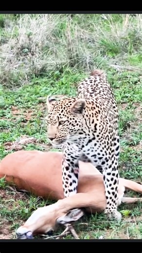 leapard deer wild #animals #wildlife #africawildanimals #shortsfeed #shortvideo #shortsviral #shorts