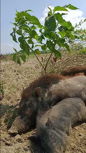 biggest pig breed in the world #Shorts