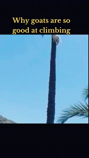 Spider goat #math #science #biology