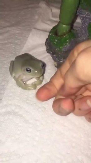 Frog bites finger tiktok