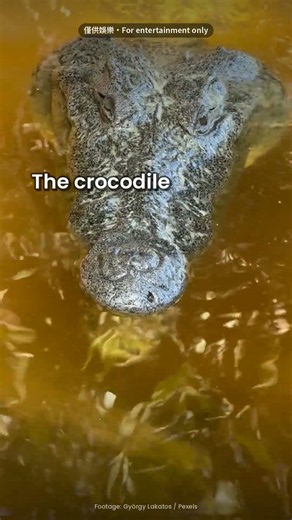 One ancient crocodile decided to go vegetarian 🐊