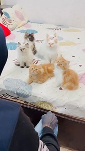 Billu ka jadu alien pe pada bhari #billu #billufb #catreels #billureels #billukatamacha #billufans #billug #billucat #ViralBillu #billucomedy #viralvillu #cat #catreels #viralcat #catvideos #xatcomedy #reel #reels #shorts #video #camedy #viral #trend | Badsha Lucknow