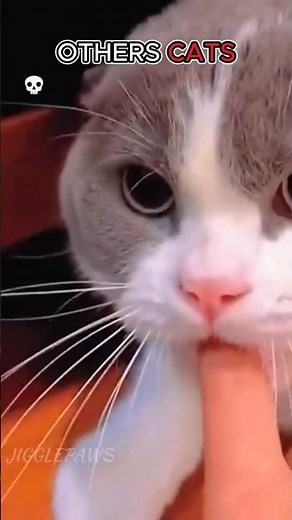 Craziest Cat Moments #trollface #trending #trolling #editing #memes