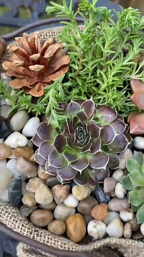 Cactus Pot Ideas❤ #garden #gardenideas #tips #trending | Dream Garden