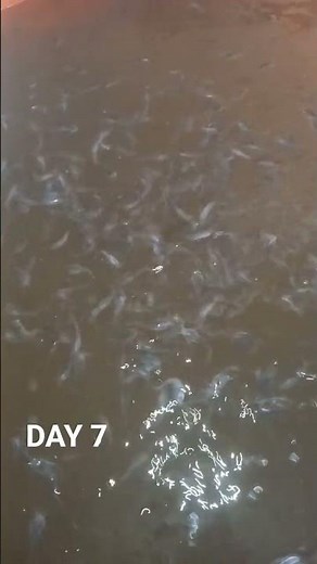 DAY7 Budidaya 500 ekor Lele dalam kolam terpal 100x200x50 sampai panen tanpa sortir #budidayalele