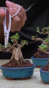 Characteristics of trees with transpiration imbalance. #BonsaiConservation