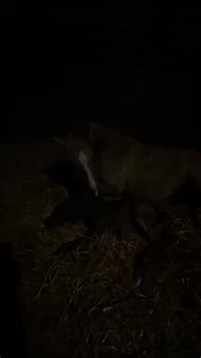 Meredith Van Benthuysen on Reels