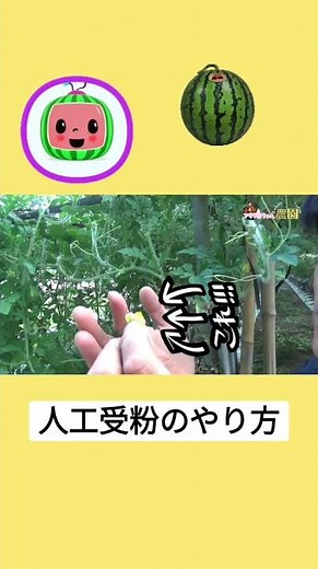 How to Hand-Pollinate Watermelons #agriculture #regenerativefarming #homegardening #plantbreeding...
