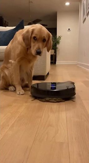 Caught on Cam： Dog Poop Apocalypse 🏠💩