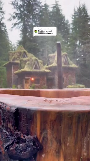 Replying to @roycemmy bigger isnt always better #tree | Man in Jungle