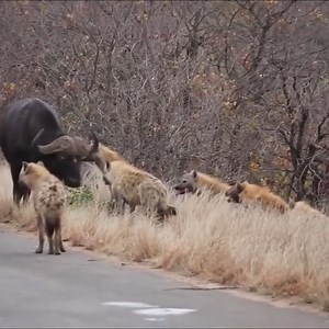 The 8 Hyenas attacking a Buffalo for hours on end until they finally killed the Buffalo during the night | RSA Advocacia