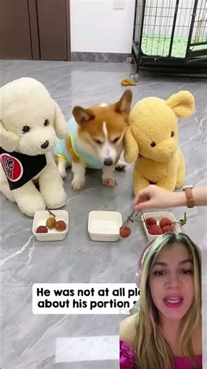 The teddy bears got a feast... and the dog freaked out! 😱🐶 #shorts #animals