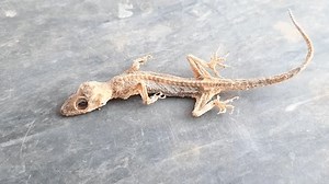 Dried Dead Asian House Gecko Skeleton Stock Footage Video (100% Royalty-free) 3662121785 | Shutterstock